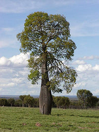 Pianta di Chorisia Speciosa, Ceiba Speciosa, albero bottiglia H 150cm