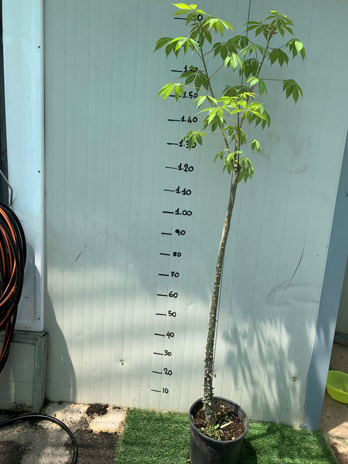 Pianta di Chorisia Speciosa, Ceiba Speciosa, albero bottiglia H 150cm