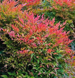 Nandina Domestica Gulf Stream Obsessed (nana) vaso 18cm