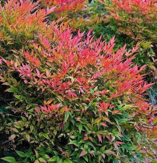 Nandina Domestica Gulf Stream Obsessed (nana) vaso 18cm