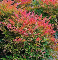 Nandina Domestica Gulf Stream Obsessed (nana) vaso 18cm