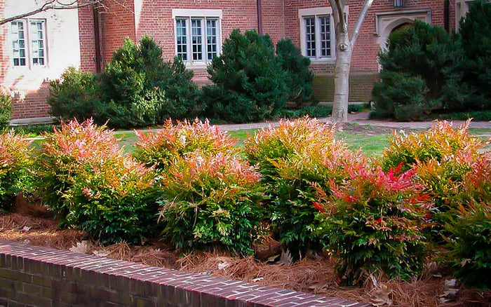 Nandina Domestica Gulf Stream Obsessed (nana) vaso 18cm
