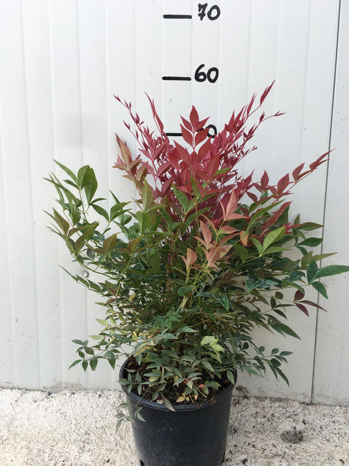 Nandina Domestica Gulf Stream Obsessed (nana) vaso 18cm