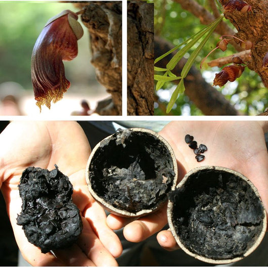 Crescentia alata (Albero dei Bicchieri)