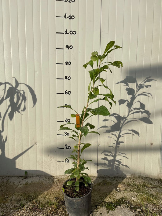 Crescentia alata (Albero dei Bicchieri)