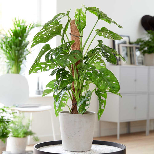 MONSTERA ADANSONII MONSTERA ‘MONKEY MASK’ FOTO REALI H 100CM