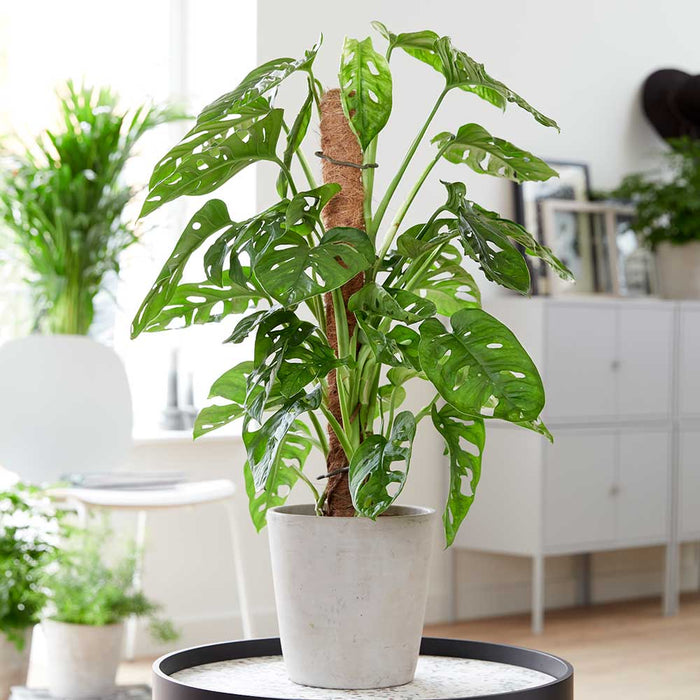 MONSTERA ADANSONII MONSTERA ‘MONKEY MASK’ FOTO REALI H 100CM