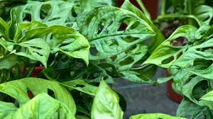 MONSTERA ADANSONII MONSTERA ‘MONKEY MASK’ FOTO REALI H 100CM