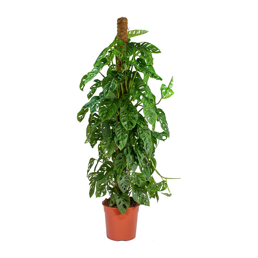 MONSTERA ADANSONII MONSTERA ‘MONKEY MASK’ FOTO REALI H 100CM