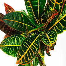 Codiaeum Croton Petra foto reali H 50cm vaso 18cm