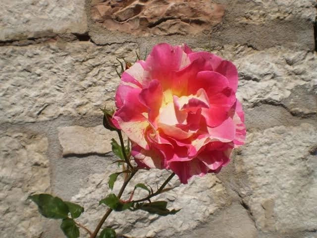 Rosa Missoni® - Rosa da Giardino a Grandi Fiori Rifiorente
