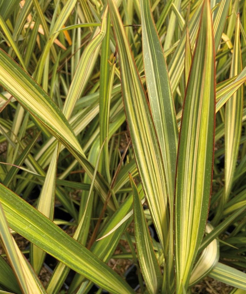 Phormium Apricot Queen – Pianta Ornamentale Sempreverde in Vaso 24 Elegante