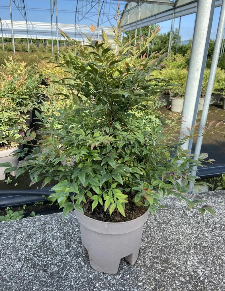 Gardenaria Nandina domestica 'Gulf Stream' Rubra - Arbusto ornamentale da giardino Altezza: 50/60 cm (vaso24)