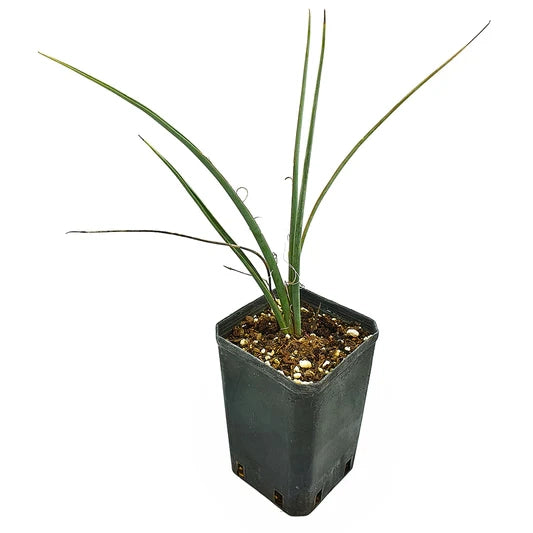 Dasylirion cedrosanum – Pianta ornamentale scultorea per giardini xerofili