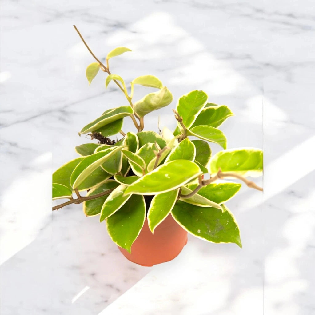 Gardenaria Hoya carnosa 'Krimson Queen' - Pianta da interno ornamentale Altezza: 80 cm (vaso 17)