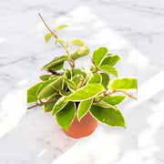 Gardenaria Hoya carnosa 'Krimson Queen' - Pianta da interno ornamentale Altezza: 80 cm (vaso 17)