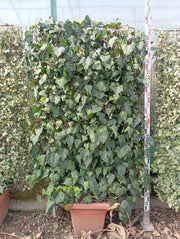 HEDERA CAN. ALGERIENSIS SPALLIERA H 200 CM VASO 40