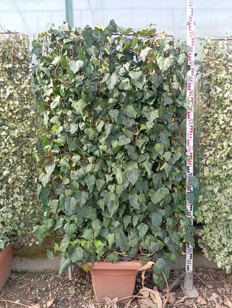 HEDERA CAN. ALGERIENSIS SPALLIERA H 200 CM VASO 40