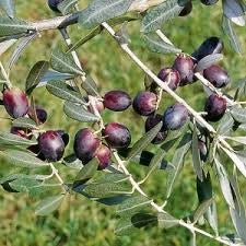 Olivo Frantoio 4 Anni in Vaso 24 – Eleganza Mediterranea