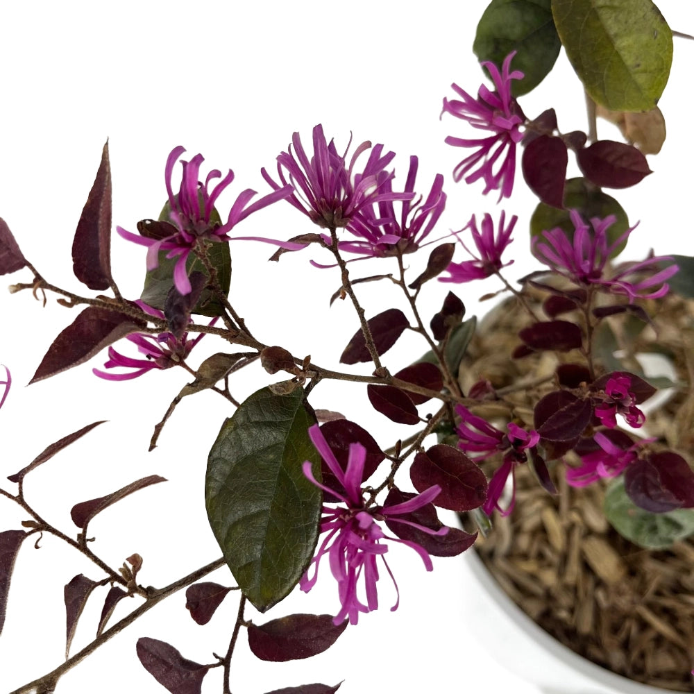 Pianta LOROPETALUM CHINENSE FIRE DANCE cespuglio di fuoco VASO 18CM AMDGarden