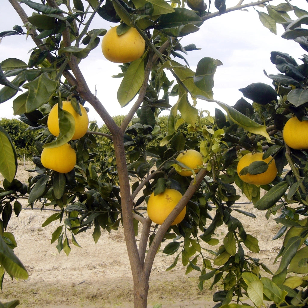 Gardenaria Pompelmo Giallo - Citrus × paradisi - Pianta di agrume da frutto in vaso Altezza: 70/80 cm (vaso 22)