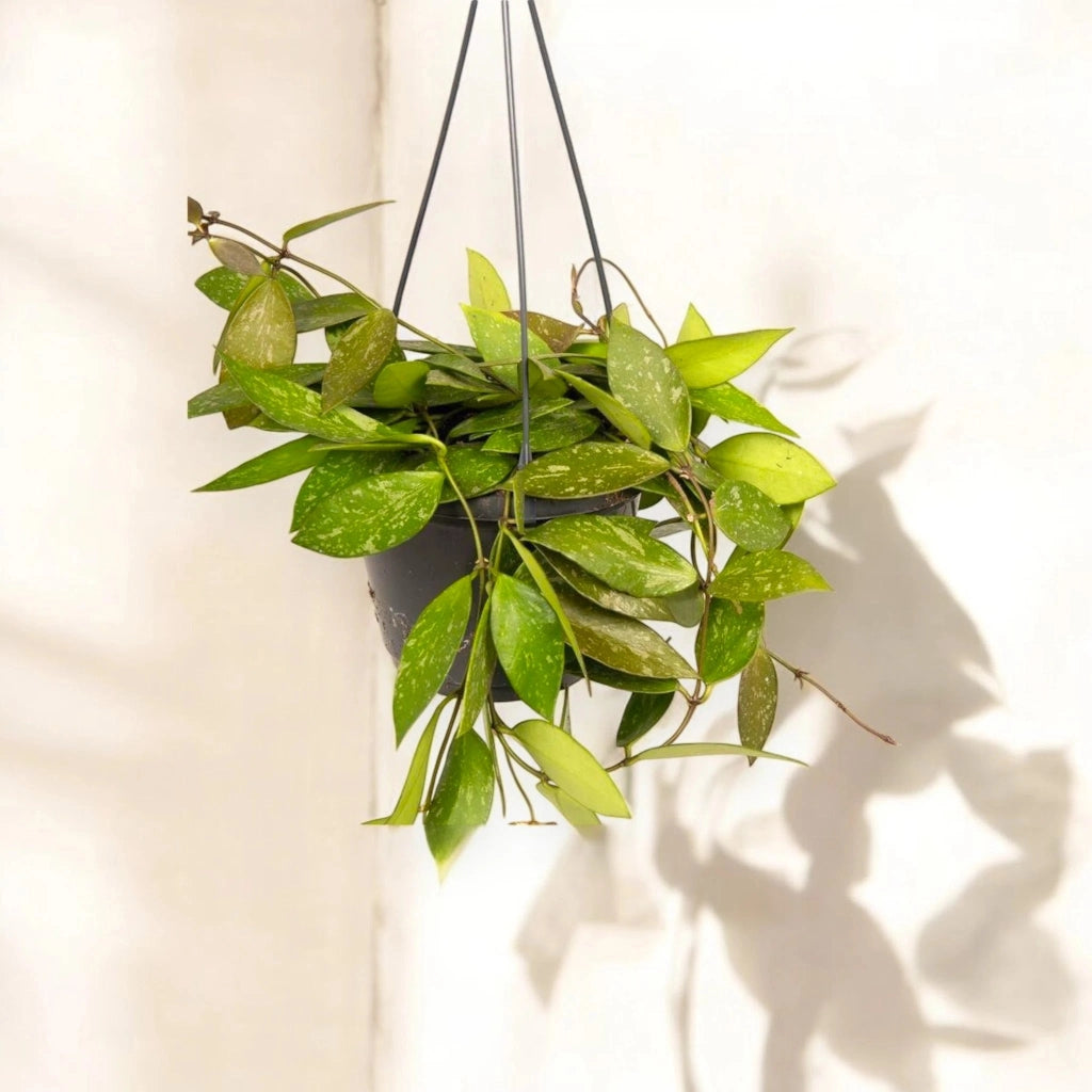 Gardenaria Hoya carnosa 'Gracilis' - Pianta da interno ornamentale Altezza: 30 cm (vaso 14)