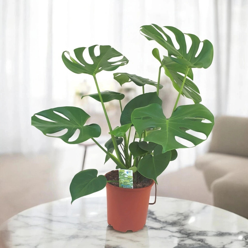 Gardenaria Monstera deliciosa - Pianta da interno ornamentale Altezza: 50 cm (vaso 14)