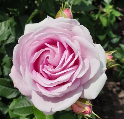 Gardenaria Rosa 'Konigin Marie' - Rosa da giardino Altezza: 40/50 cm (vaso20)
