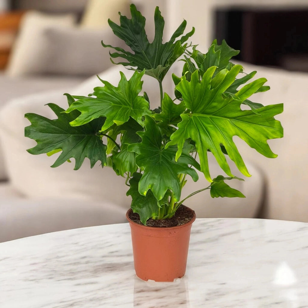 Gardenaria Philodendron 'Lickety Split' - Pianta da interno ornamentale Altezza: 45 cm (vaso 19)