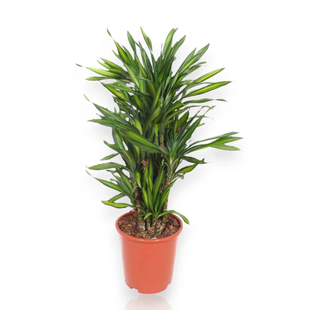 Gardenaria Dracaena fragrans 'Riki' - Pianta da interno ornamentale Altezza: 140 cm (vaso 30)