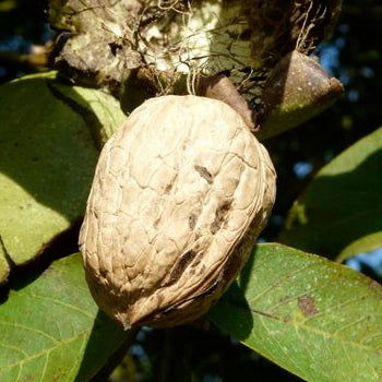 Pianta di Noce Lara Innestata (Juglans regia) h 180 cm in vaso