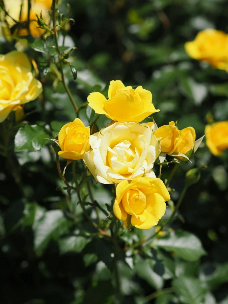 ROSA SEVILLANA GIALLO VASO 18