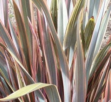 Phormium Sundowner – Pianta Sempreverde Ornamentale in Vaso 24 Decorativa