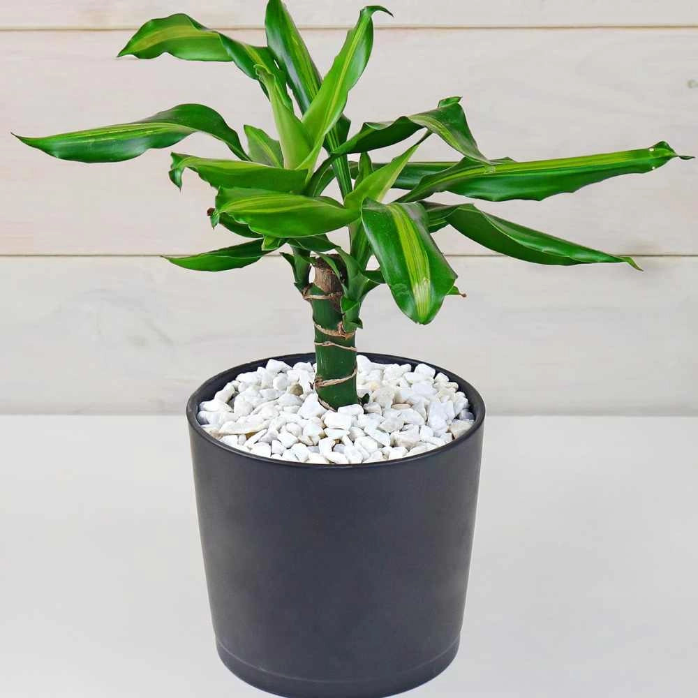 Ciottoli bianco granulometria 25/40 pietre naturali decorazione giardini kg 20
