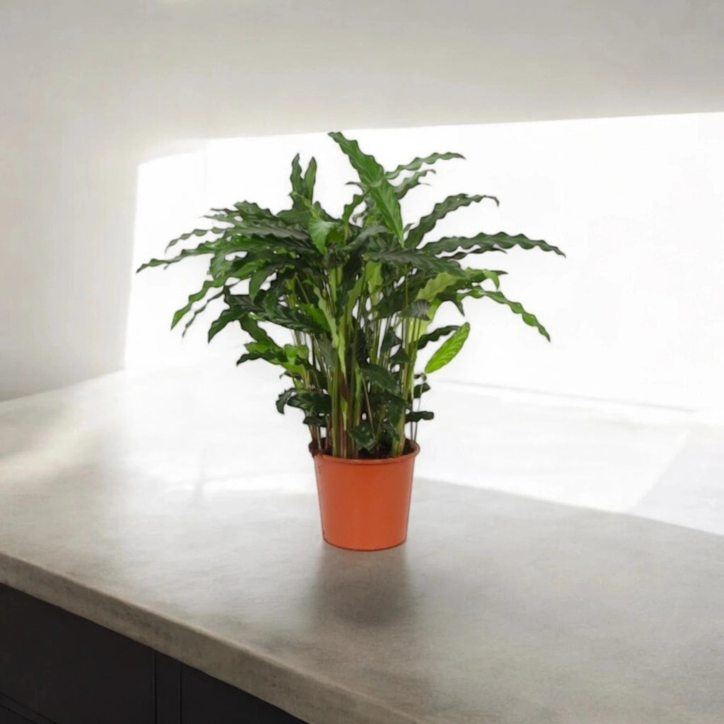 Gardenaria Calathea rufibarba 'Blue grass' - Pianta da interno ornamentale Altezza: 65 cm (vaso 17)