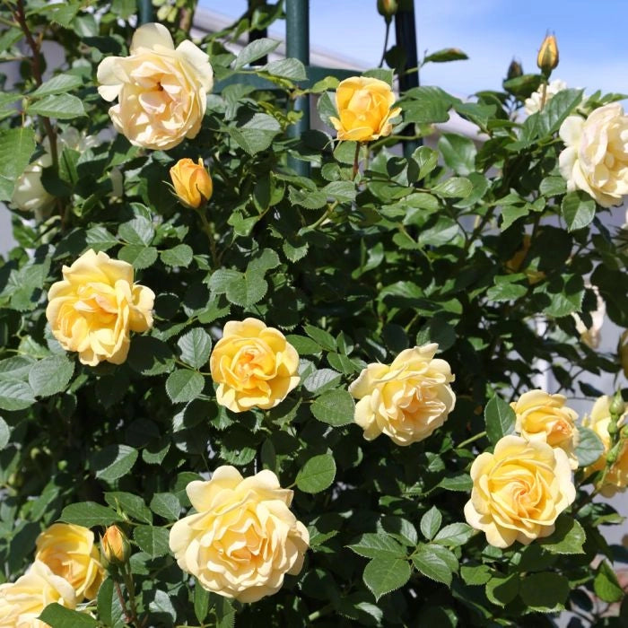 Pianta di Rosa Golden PAREO ® Meilland rampicante in vaso 20 cm AMDGarden