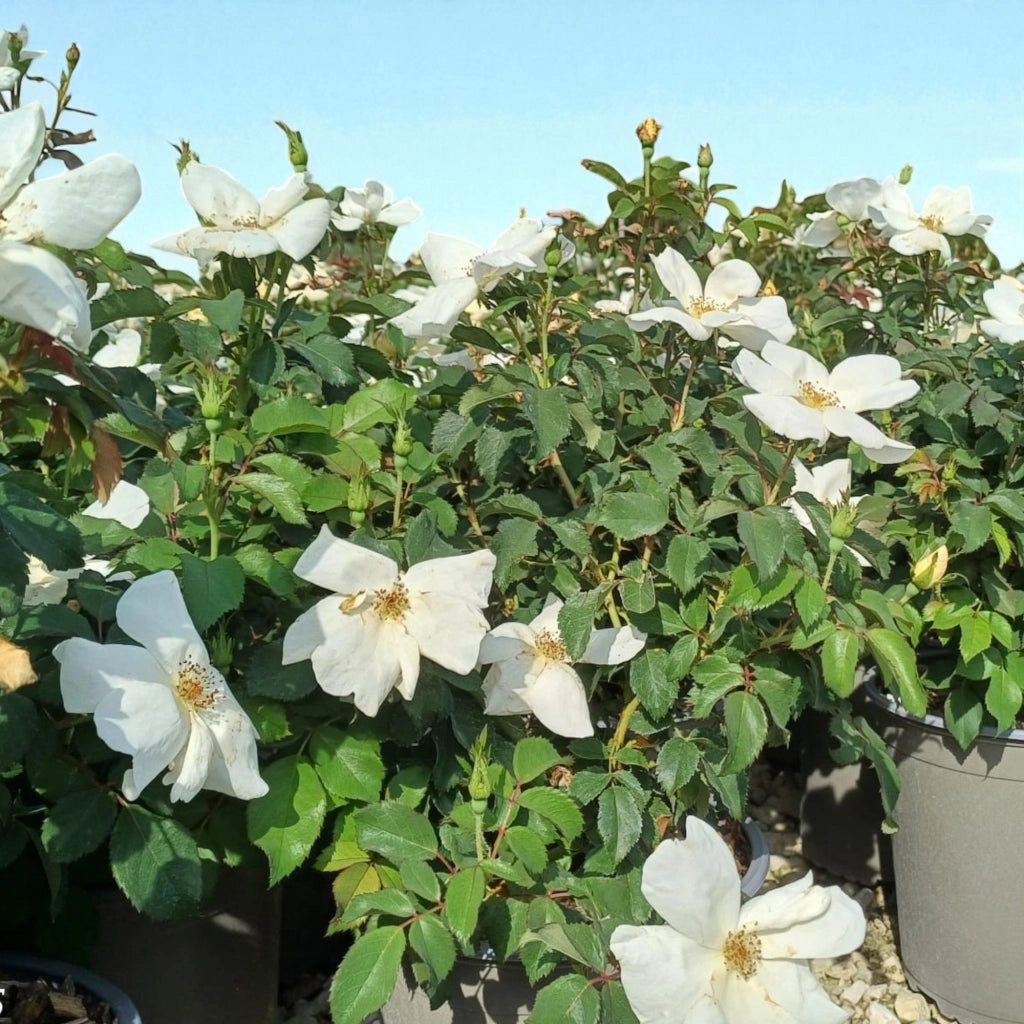 Gardenaria Rosa paesaggistica 'White Knock Out' Meilland - Rosa da giardino Altezza: 30/40 cm (vaso19)