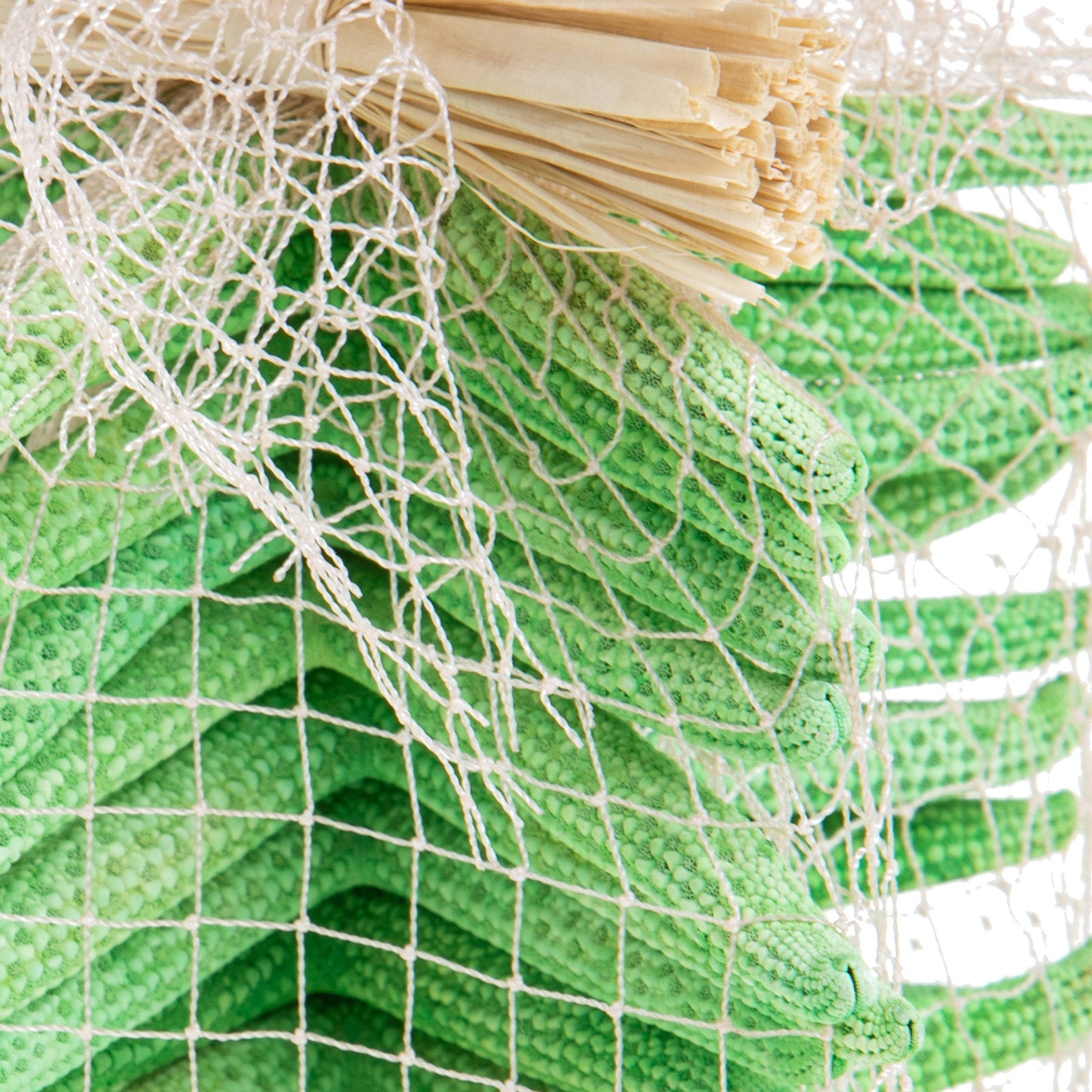 Set 30 Stelle Linckia Levigate 7x9 cm