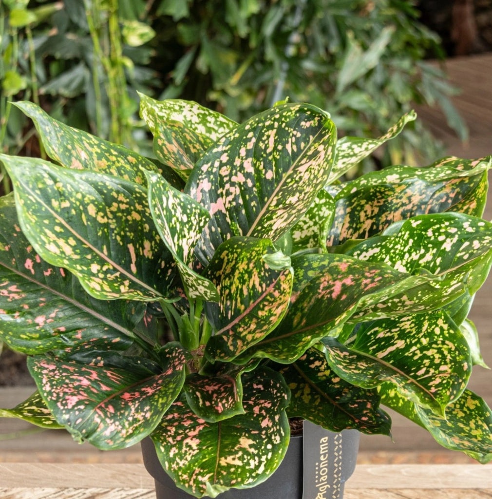 Gardenaria Aglaonema 'Pink Leopard' - Pianta da interno ornamentale Altezza: 40 cm (vaso 12)