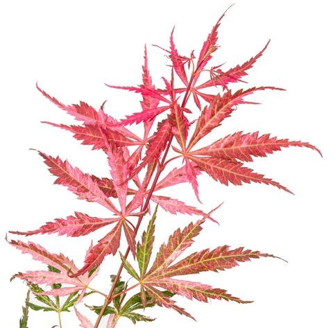 Acer palmatum ‘Extravaganza’ rosa – Acero giapponese ornamentale