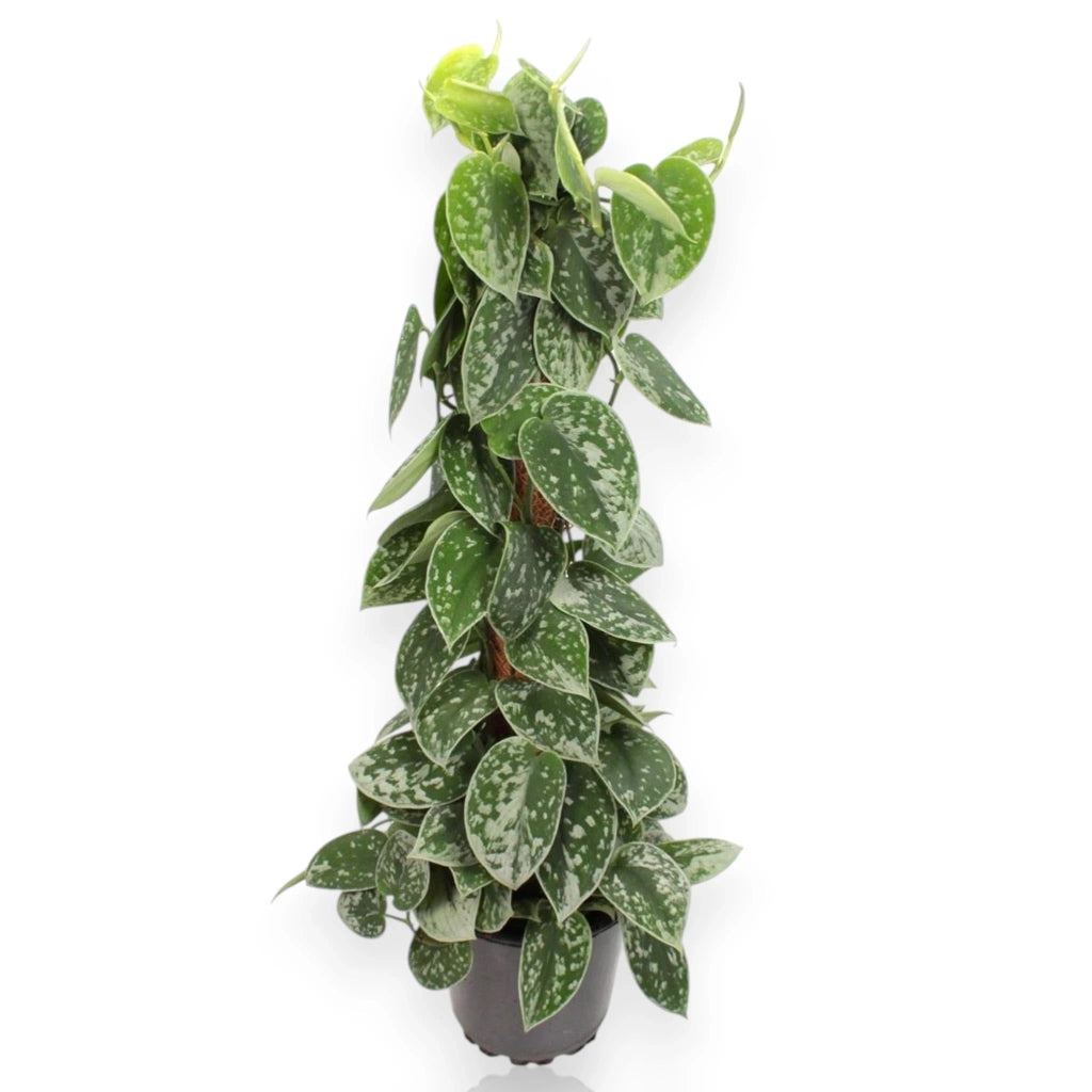 Gardenaria Scindapsus pictus 'Silvery Ann' - Pianta da interno ornamentale Altezza: 20 cm (vaso 14)