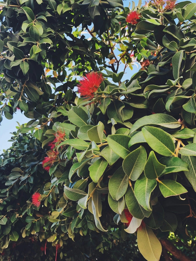 METROSIDEROS EXCELSA (ALBERO DI NATALE NEOZELANDESE) VASO 24