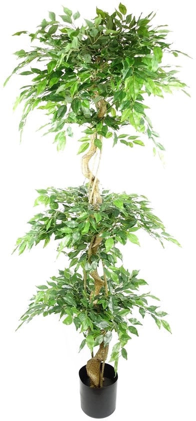 Pianta di Ficus Giapponese Realistica con Foglie, 180 cm, Pianta a Tre Basi, Fruticosa