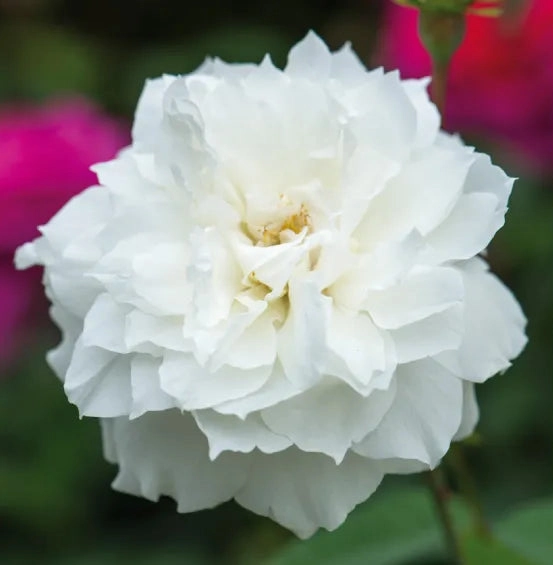 Gardenaria Rosa 'Susan Williams Ellis' - Rosa da giardino Altezza: 40/50 cm (vaso20)