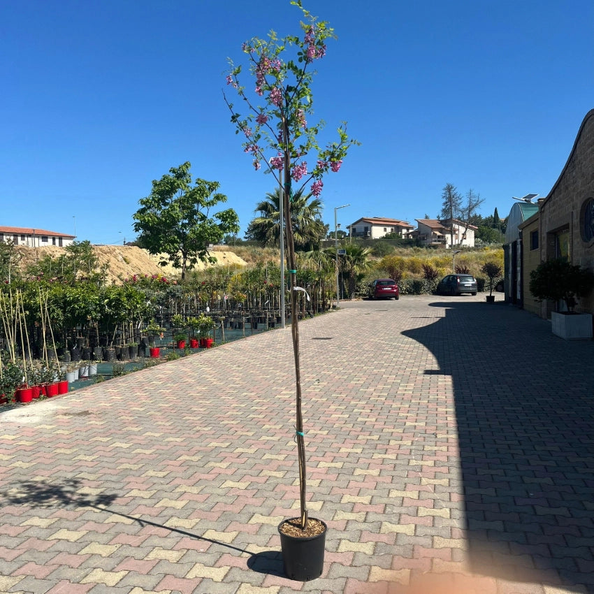Pianta di acacia Robinia fiore rosso Georgia da Torino in vaso 24 cm AMDGarden