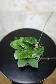 Hoya Fitchii in Vaso 8 cm - Pianta Tropicale da Interno Sempreverde