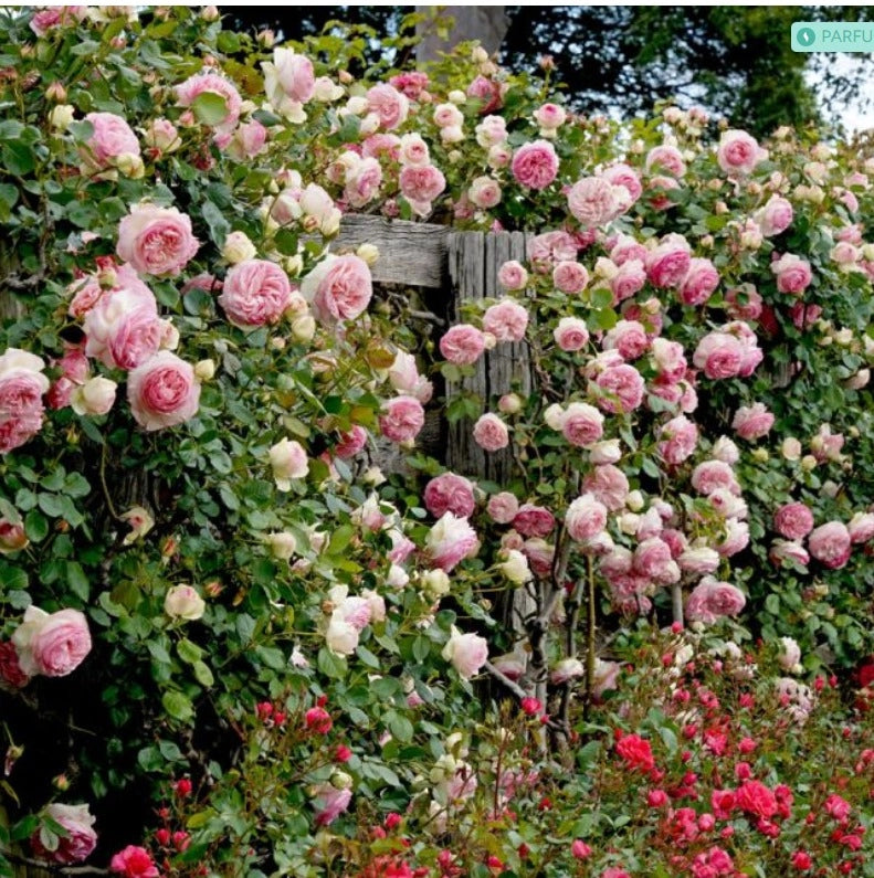 Rosa PIERRE DE RONSARD ® Meiviolin