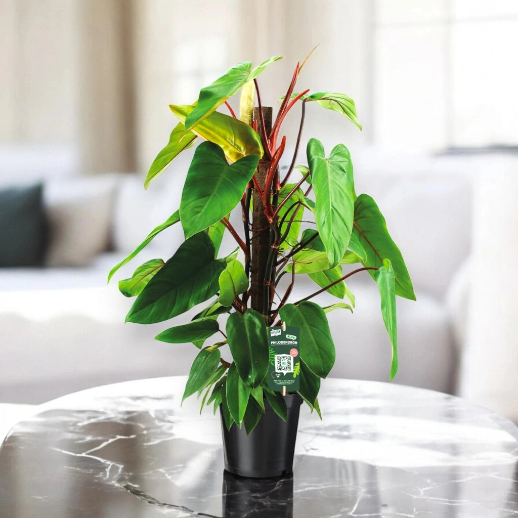 Gardenaria Philodendron 'Red Emerald' - Pianta da interno ornamentale Altezza: 80 cm (vaso 19)