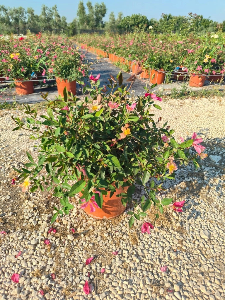 ROSA MUTABILIS VASO 24