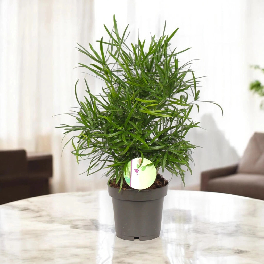 Gardenaria Asparagus falcatus - Pianta da interno ornamentale Altezza: 35 cm (vaso 12)